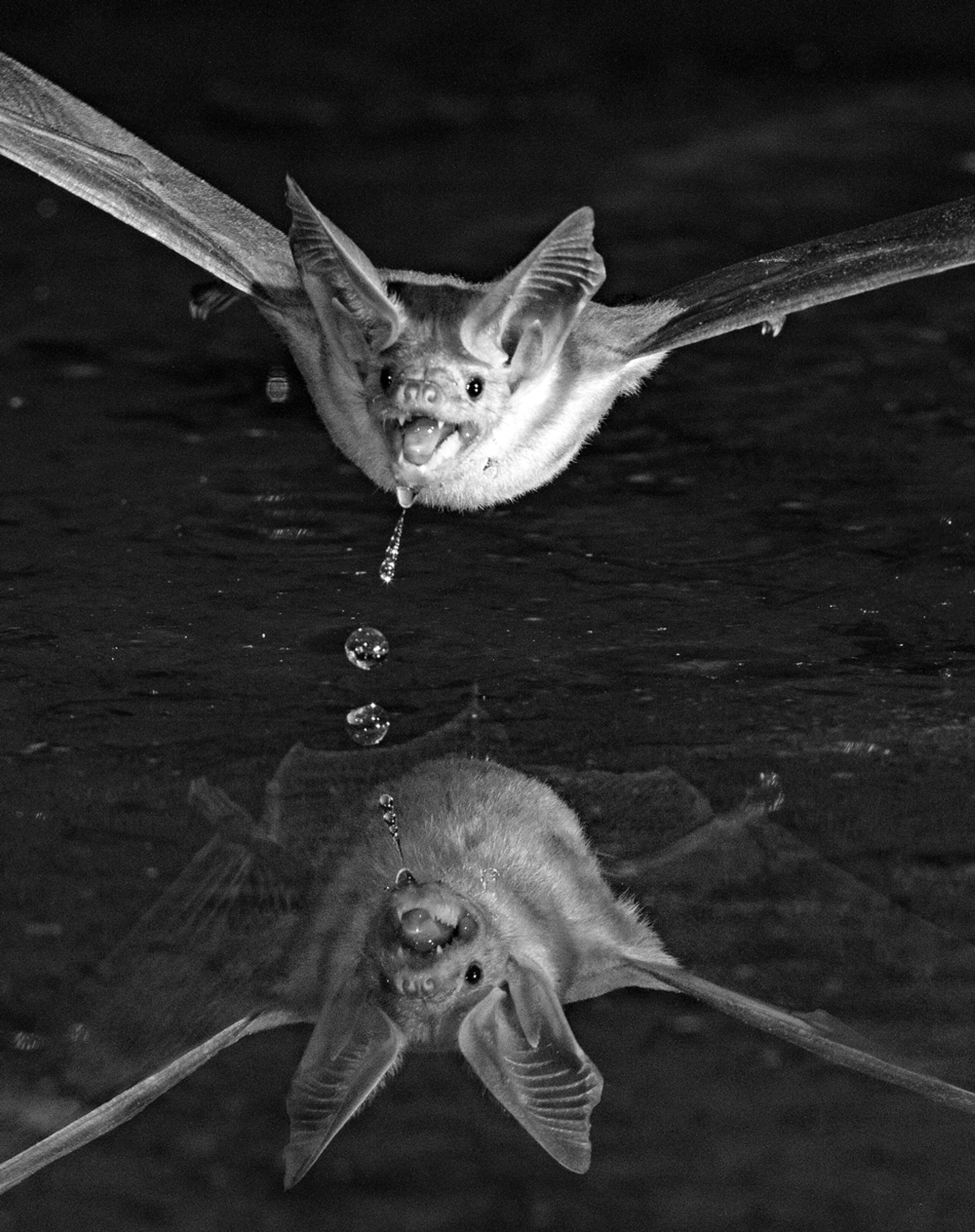Bat Drinking And Dribbling At Night In Arizona by John Barker