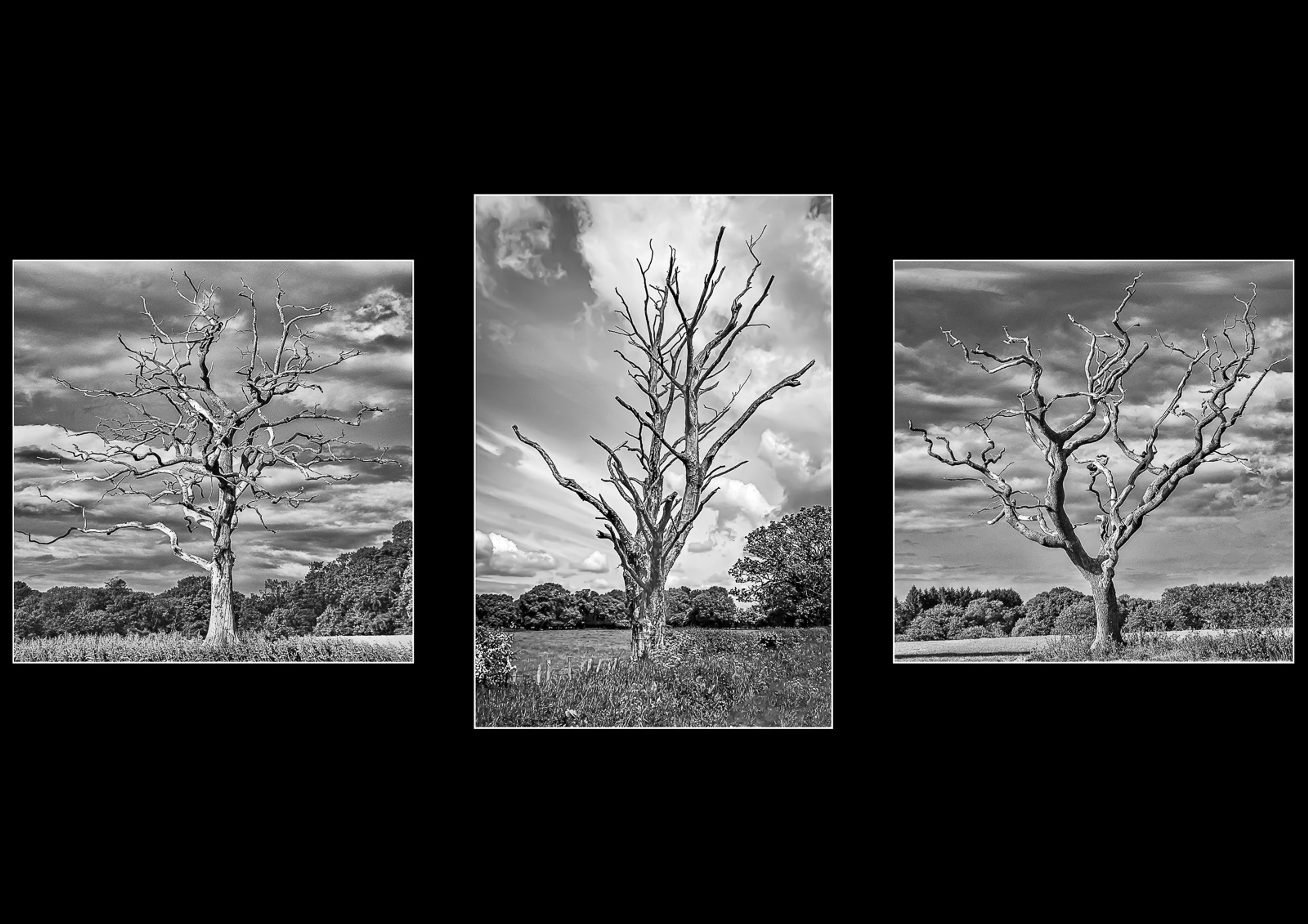 Dead Tree by David Beverley