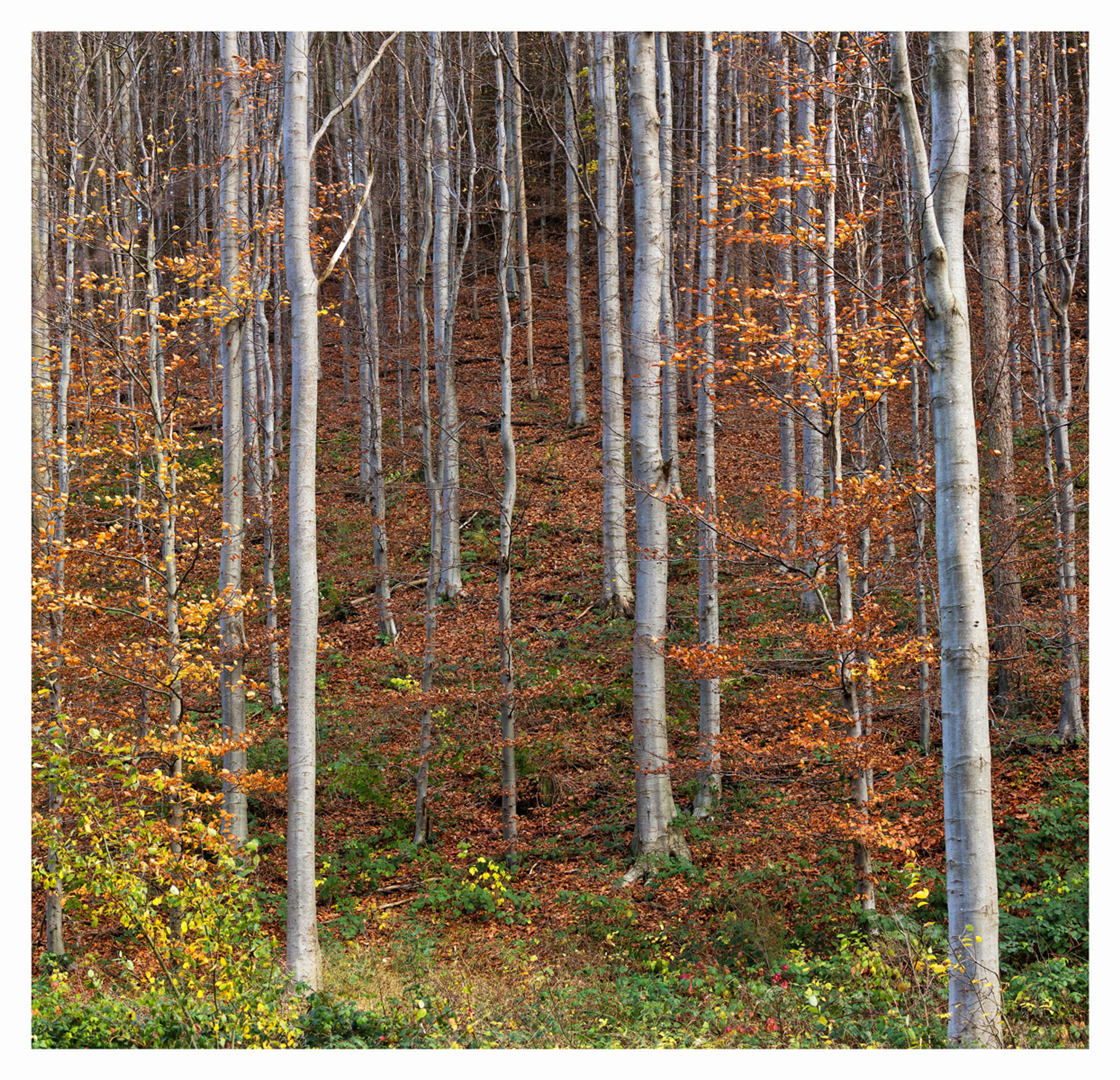 Autumn Woodland, Rievaulx by Antony Ward