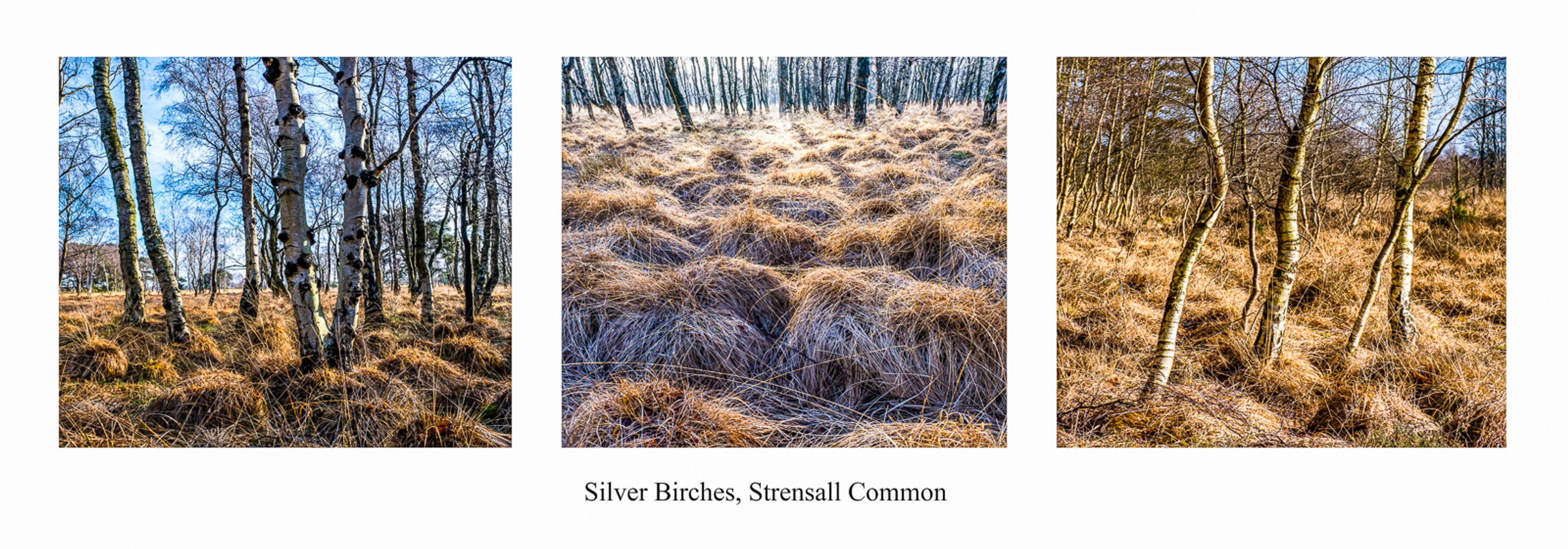 Strensall Common by Allan Harris