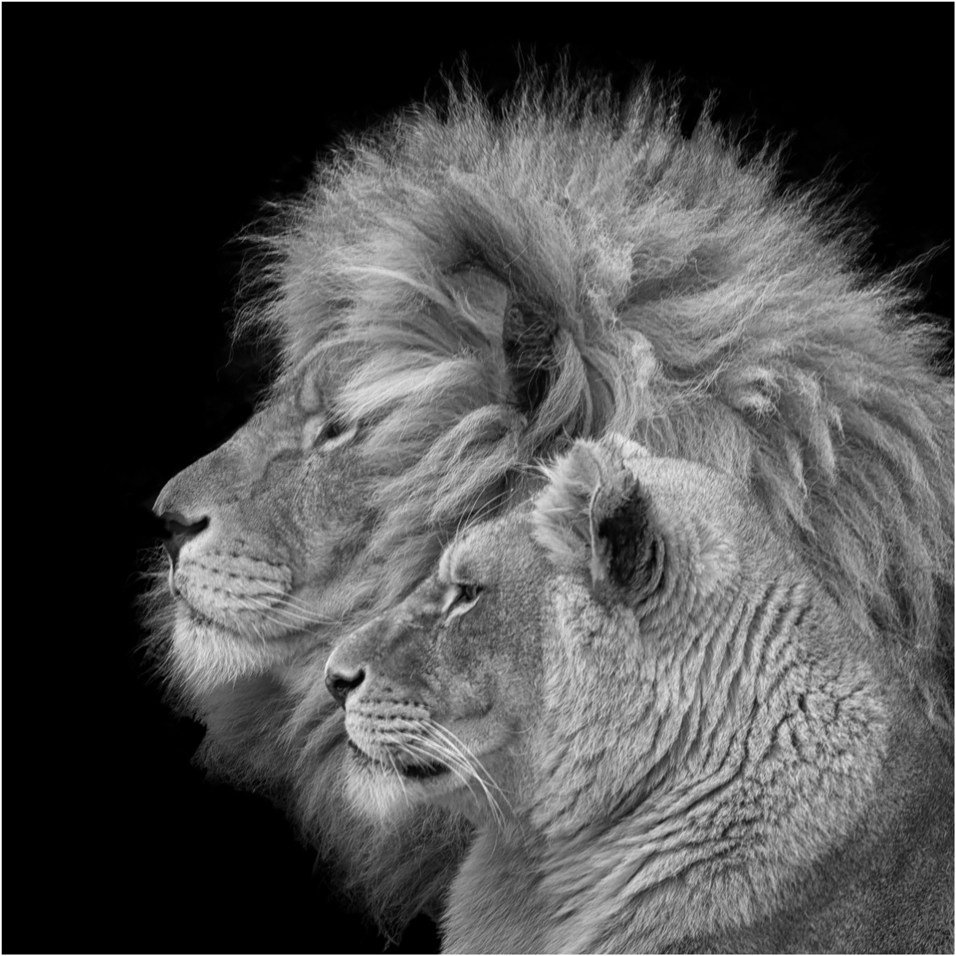 Lion Portrait by Steve Gray