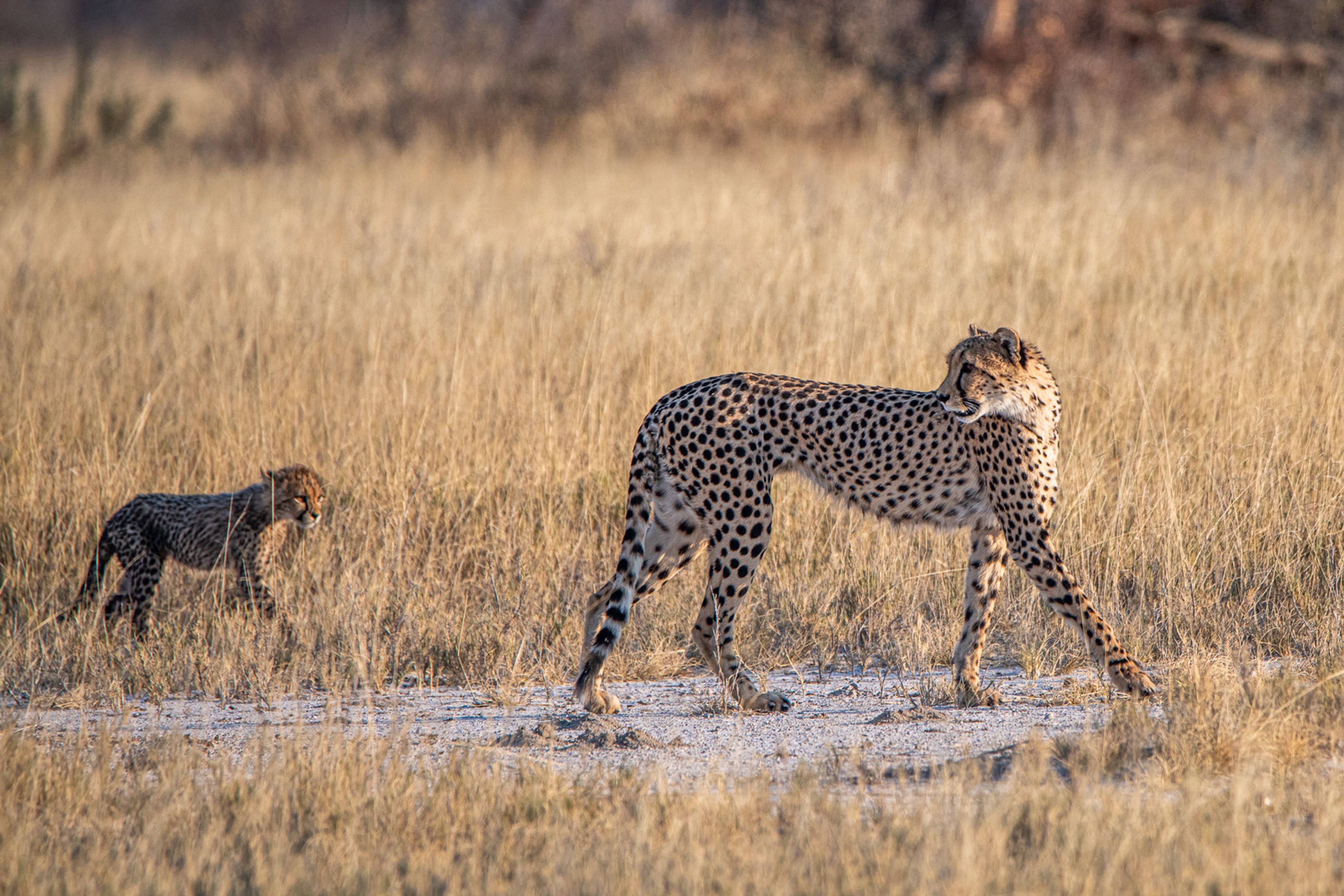 Mother Cheetah and Cub by Morris Gregory
