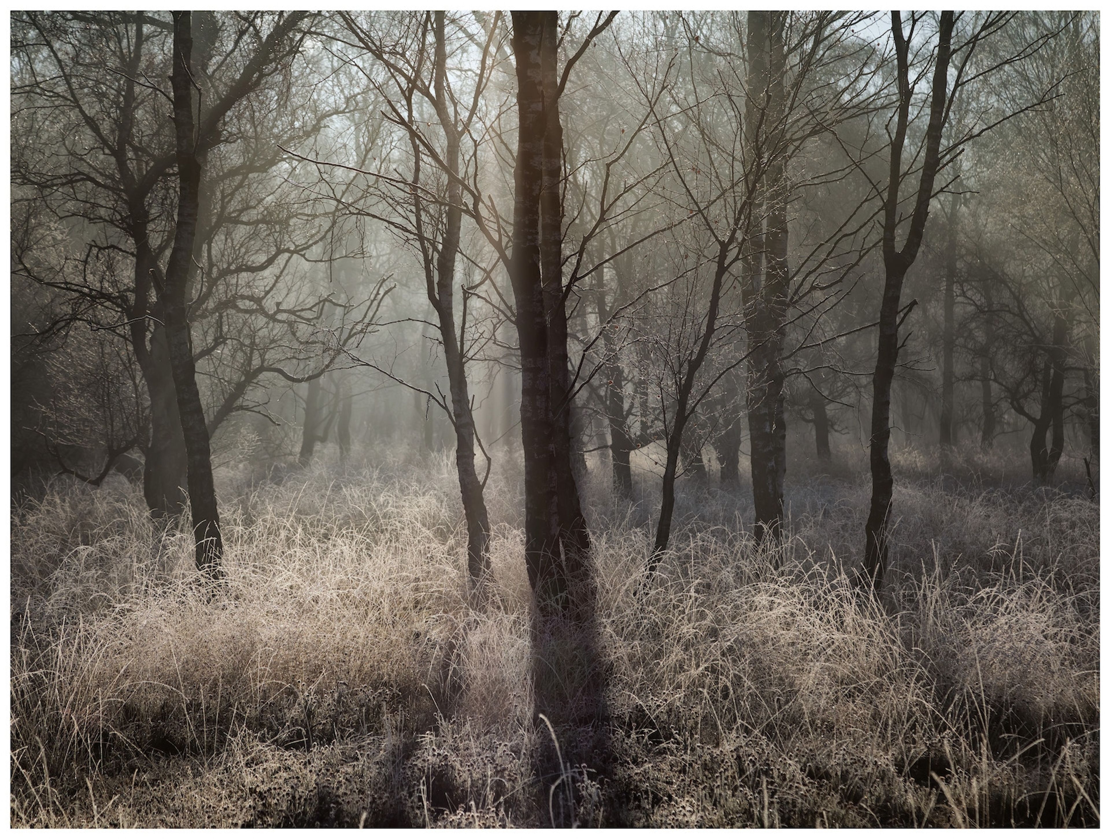 Misty Morning Strensall Common by Antony Ward