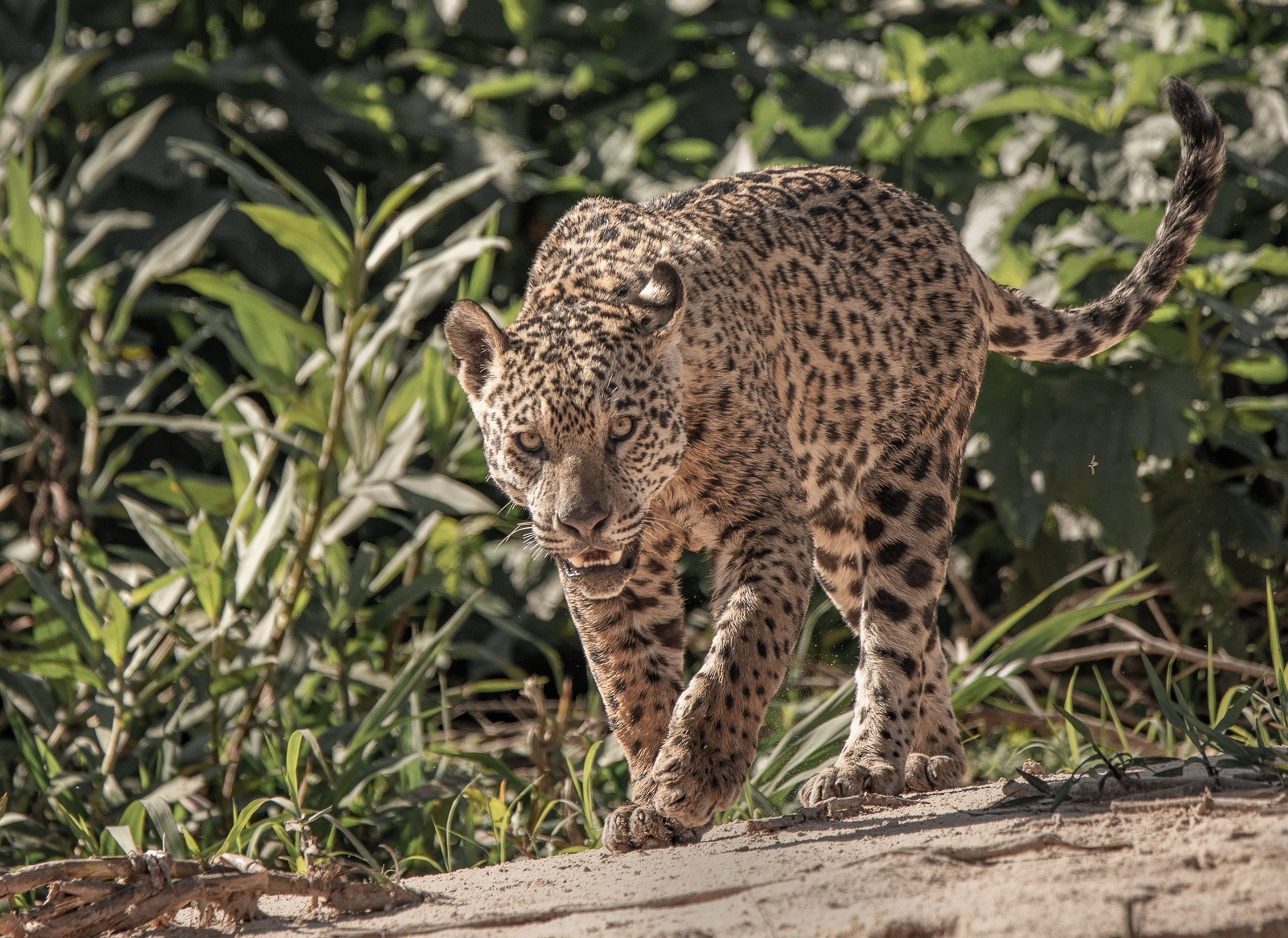 Jaguar by Morris Gregory