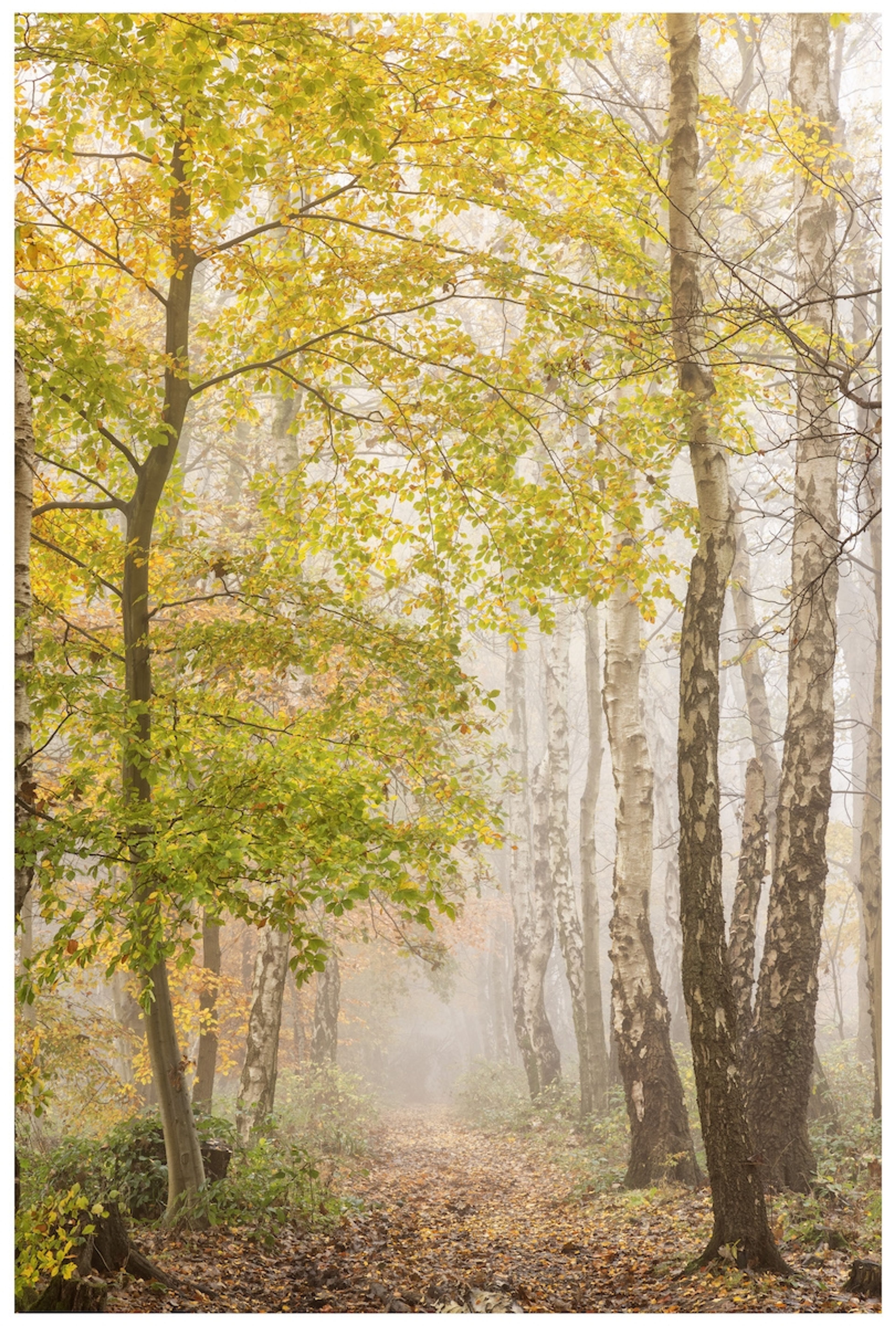 Last of Autumn by Antony Ward