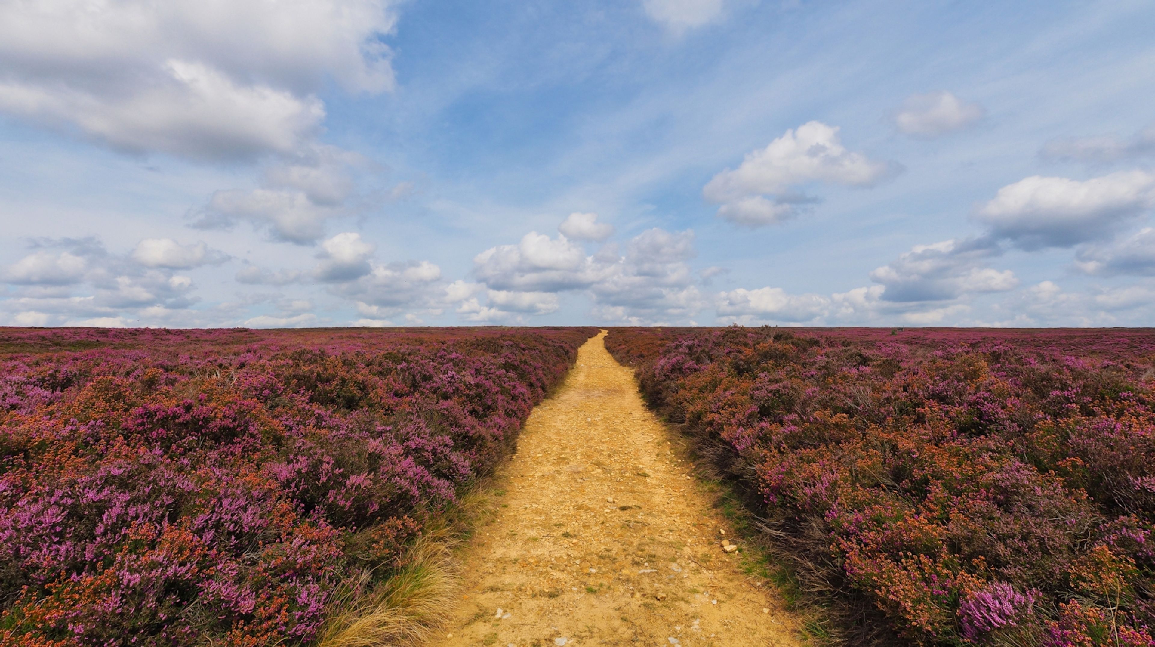 Heather Trail, North Yorkshire Moors by Paul Brelsford