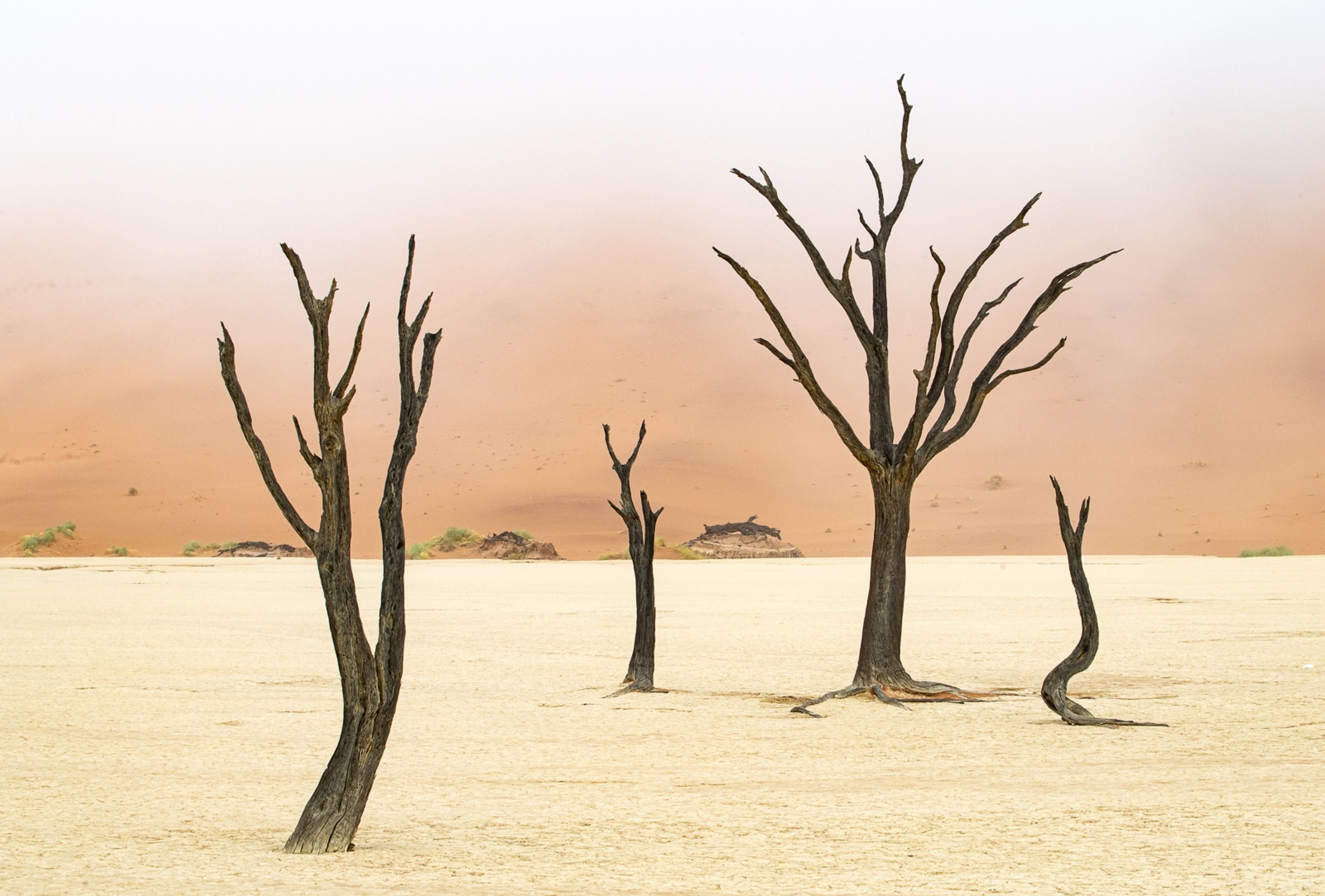 Deadvlei Trees by Morris Gregory