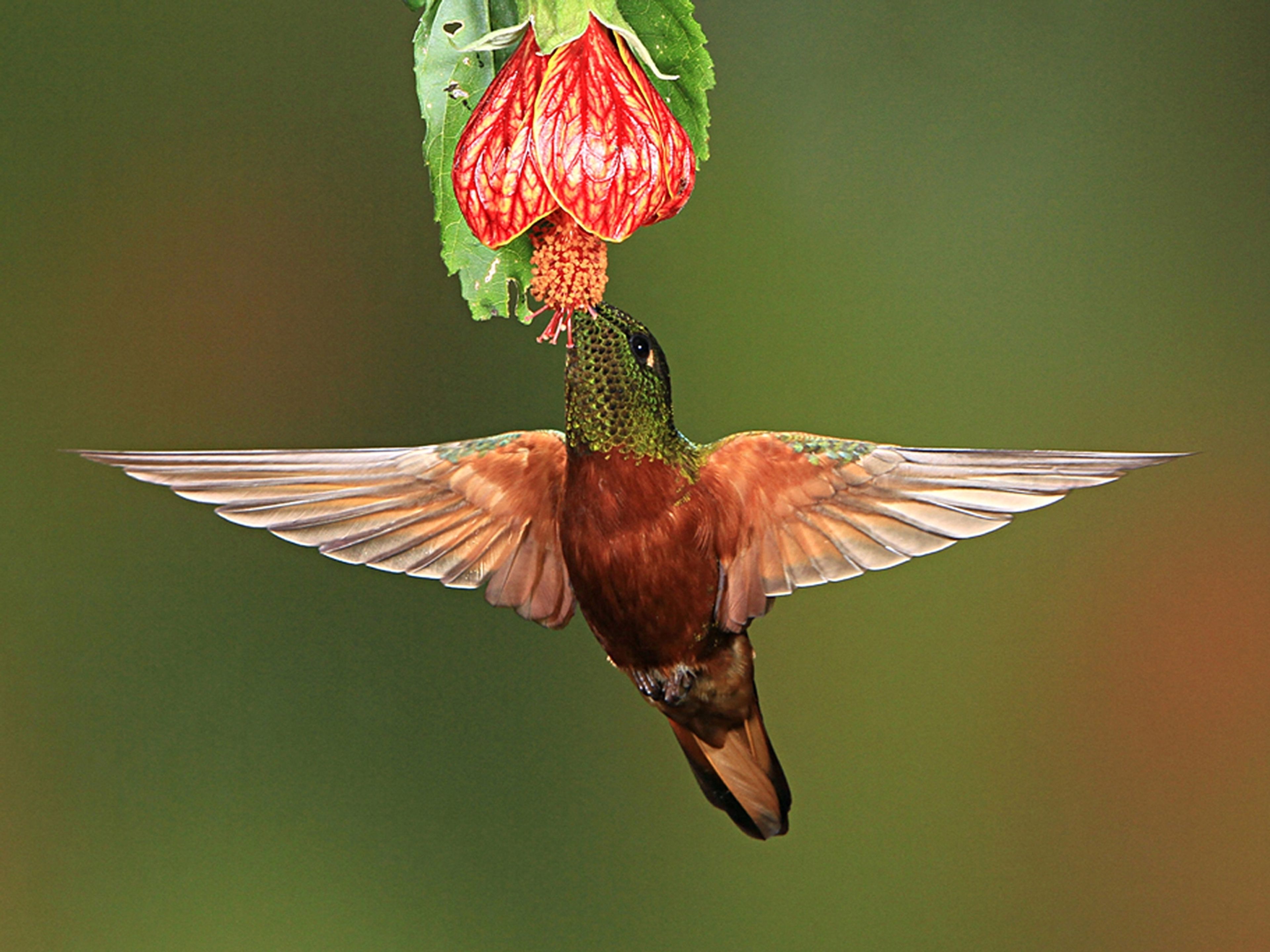 Hummingbird by John Barker