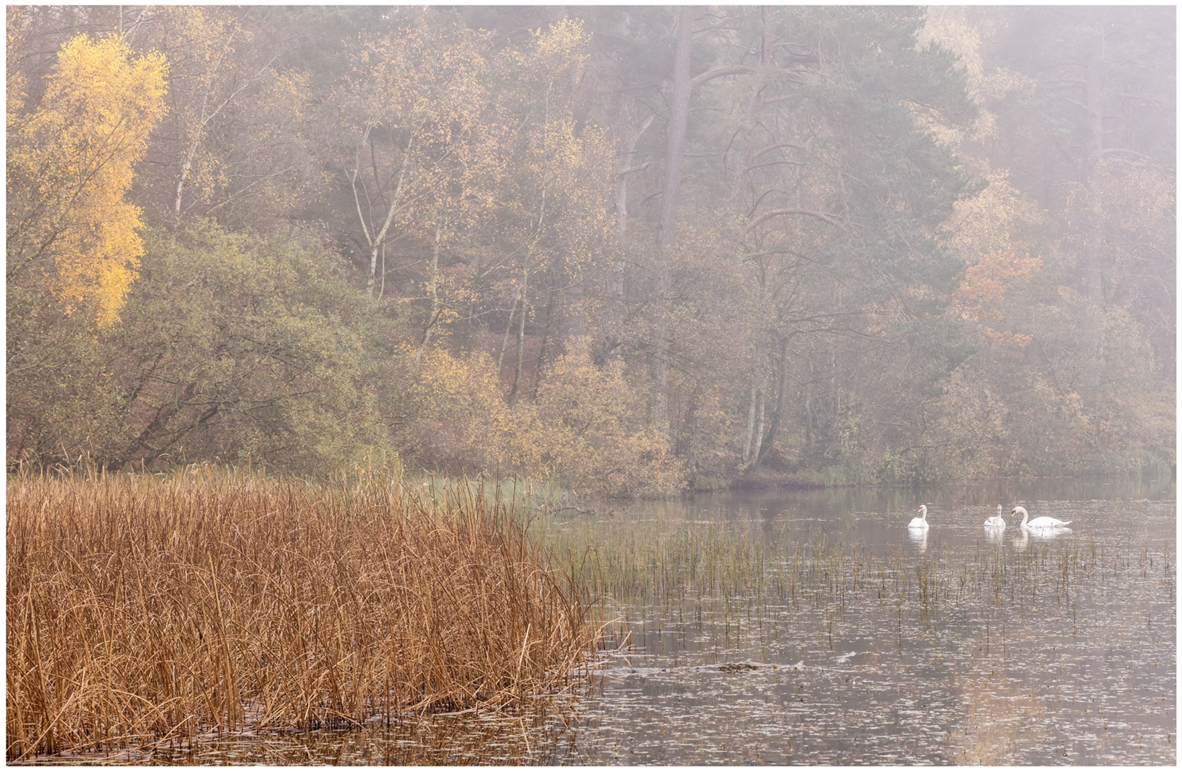 Swans In The Mist by Antony Ward