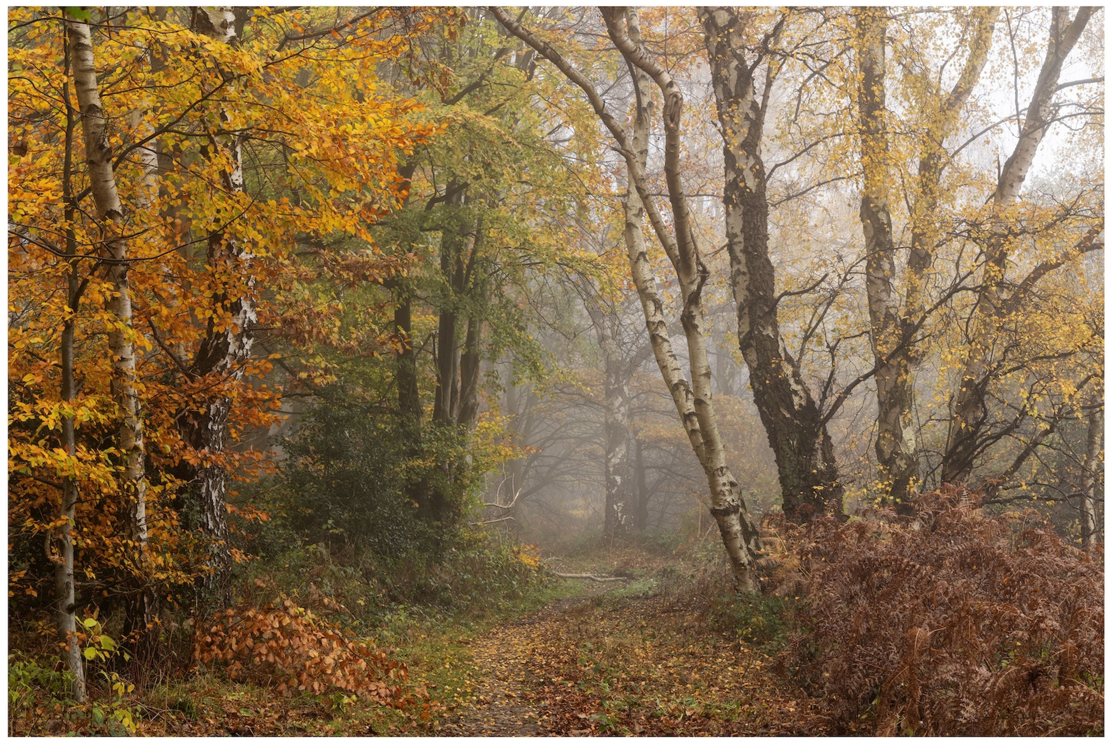 Autumn In Yearsley Woods