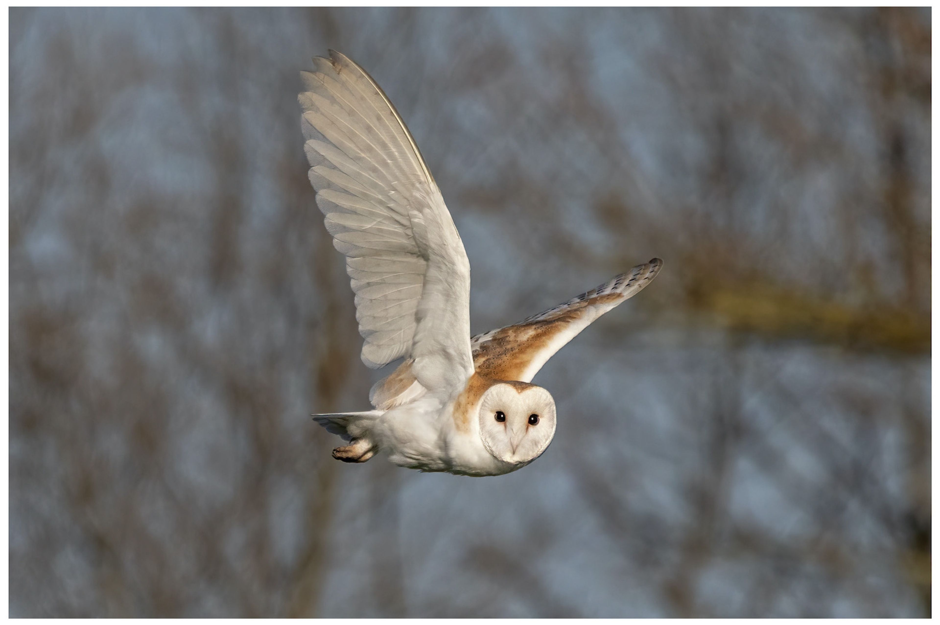 Barn Owl In Flight Wild Bird
