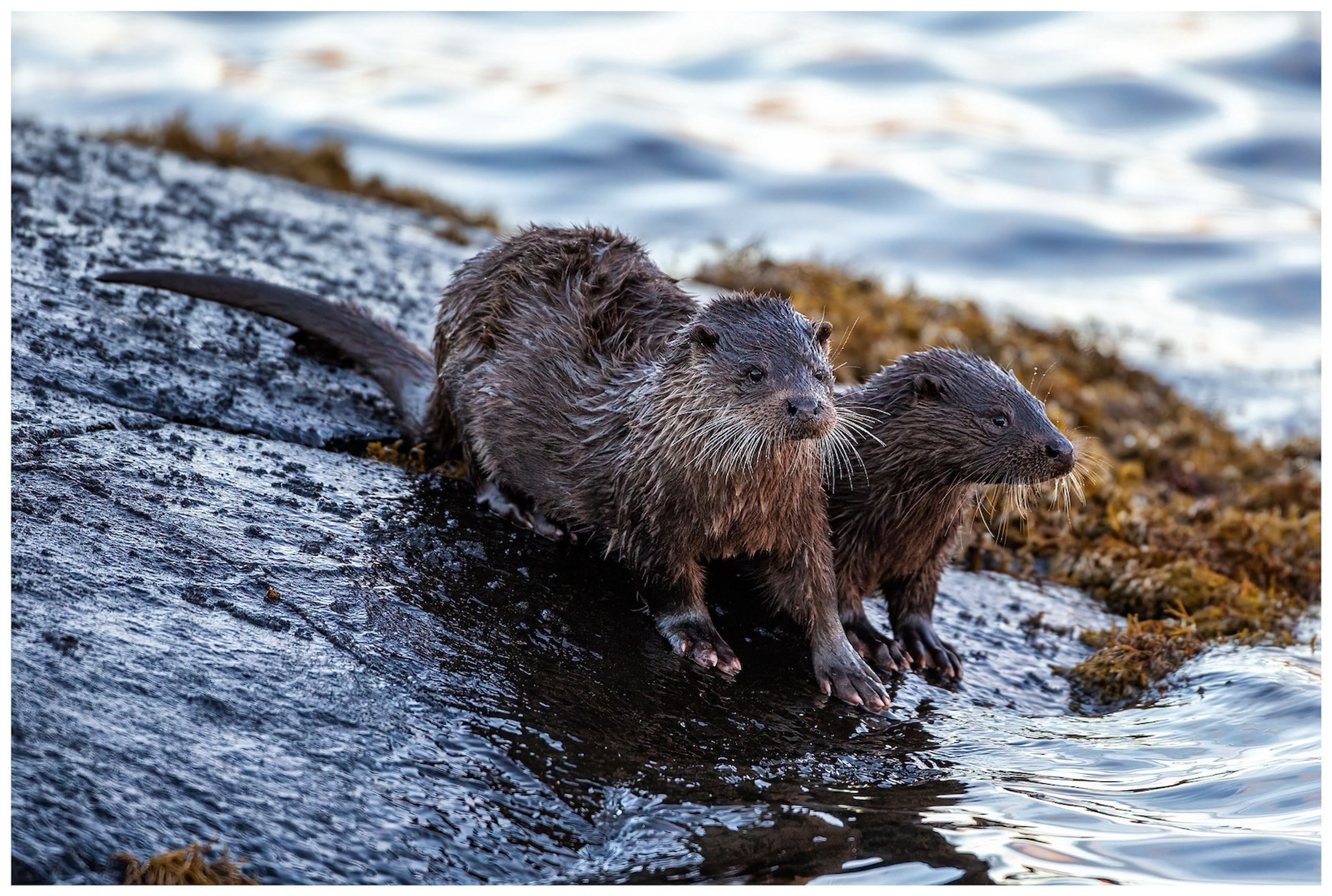 Otters Mother And Cub Isle Of Mull