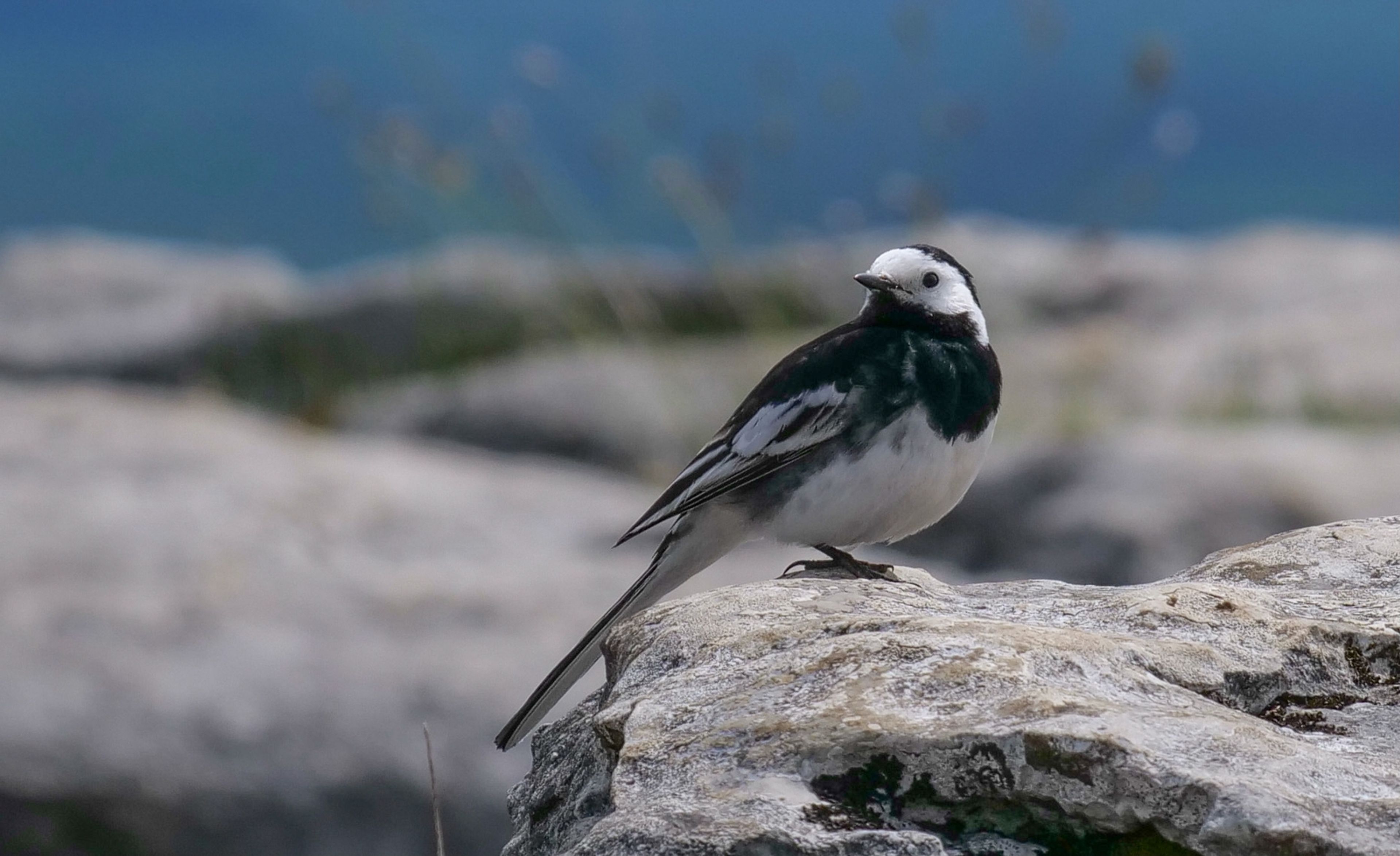 The Malham Wagtail
