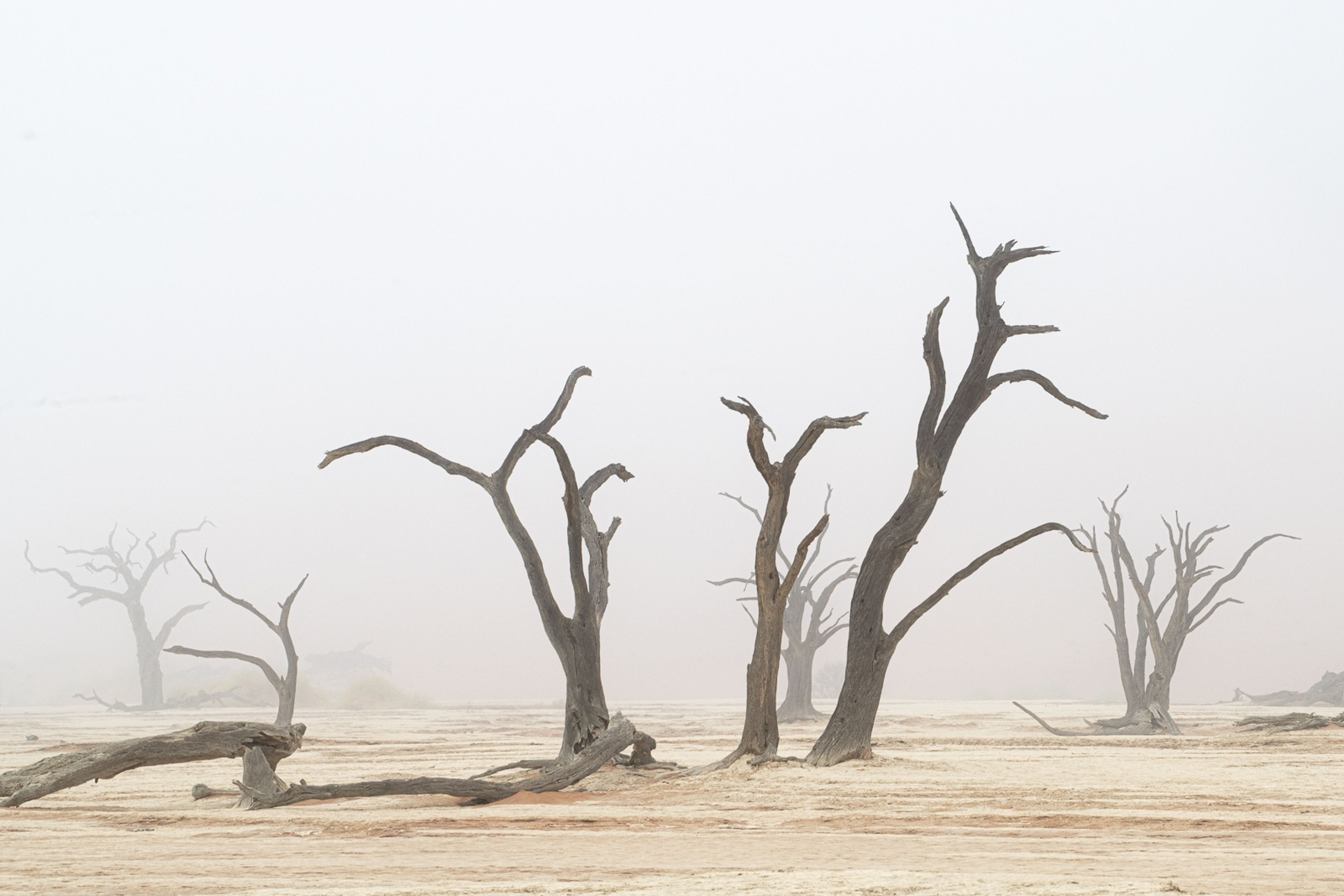 Deadvlei Trees In Mist