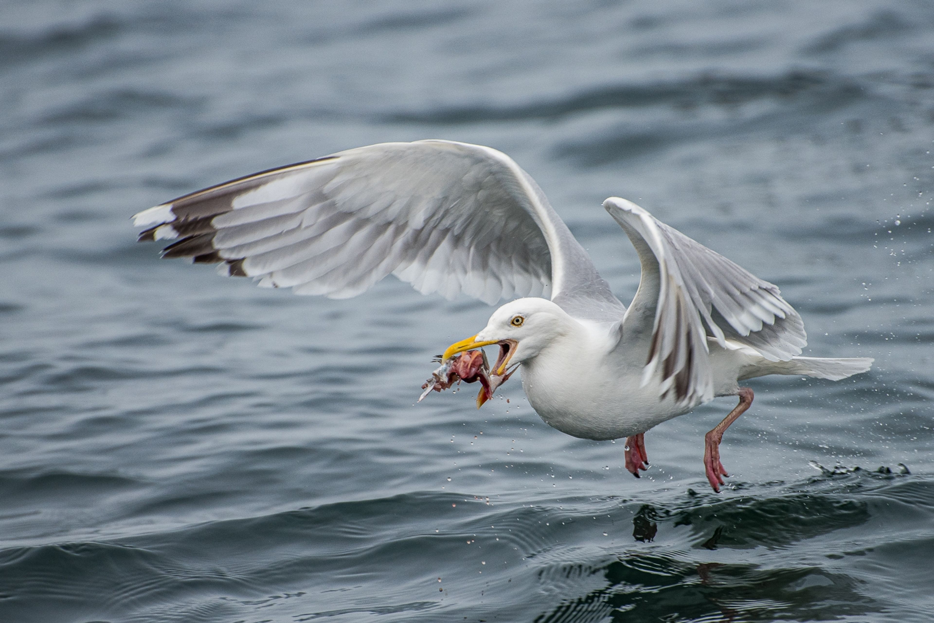Gull With Food