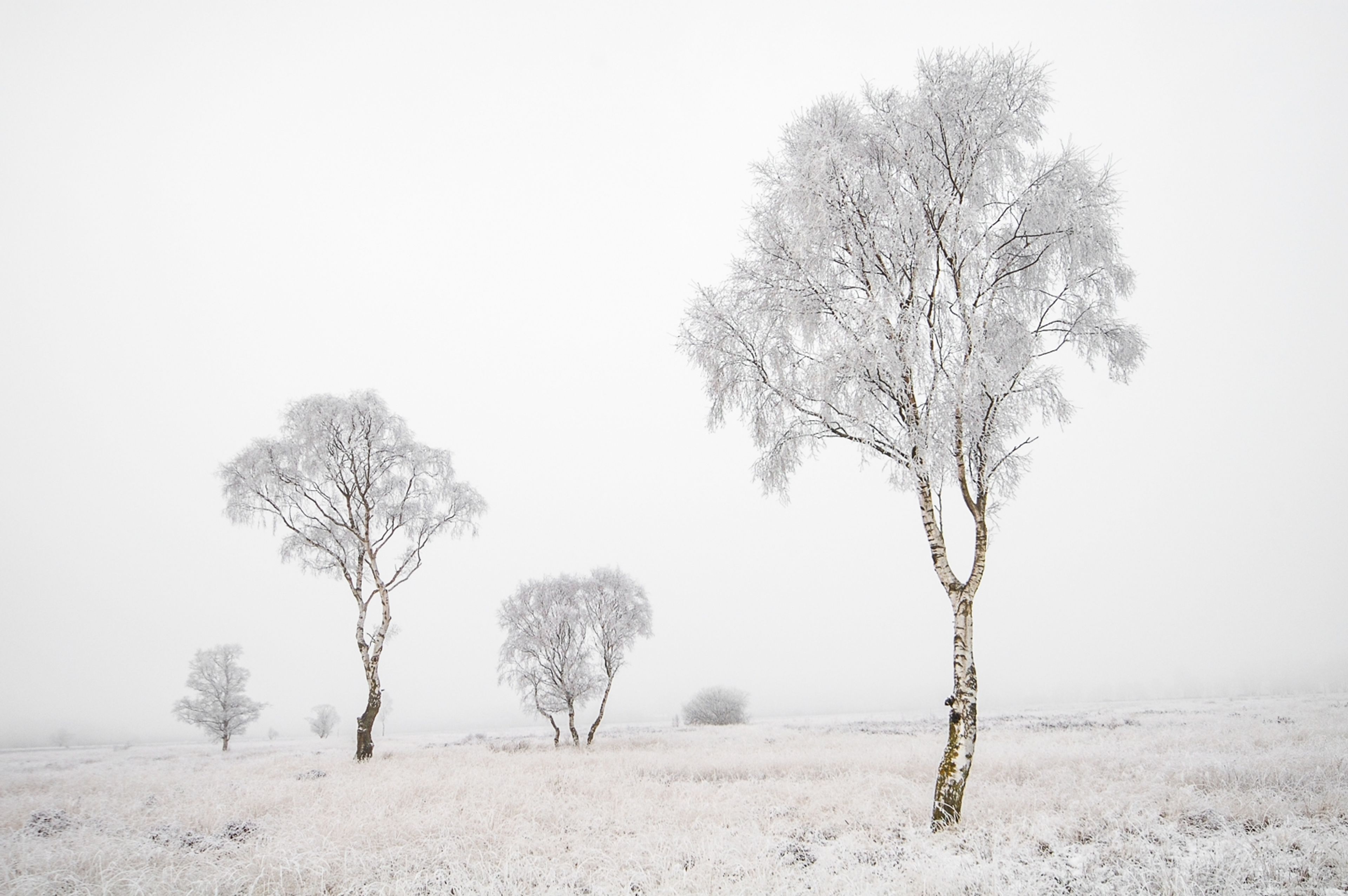 Hoar Frost Trees