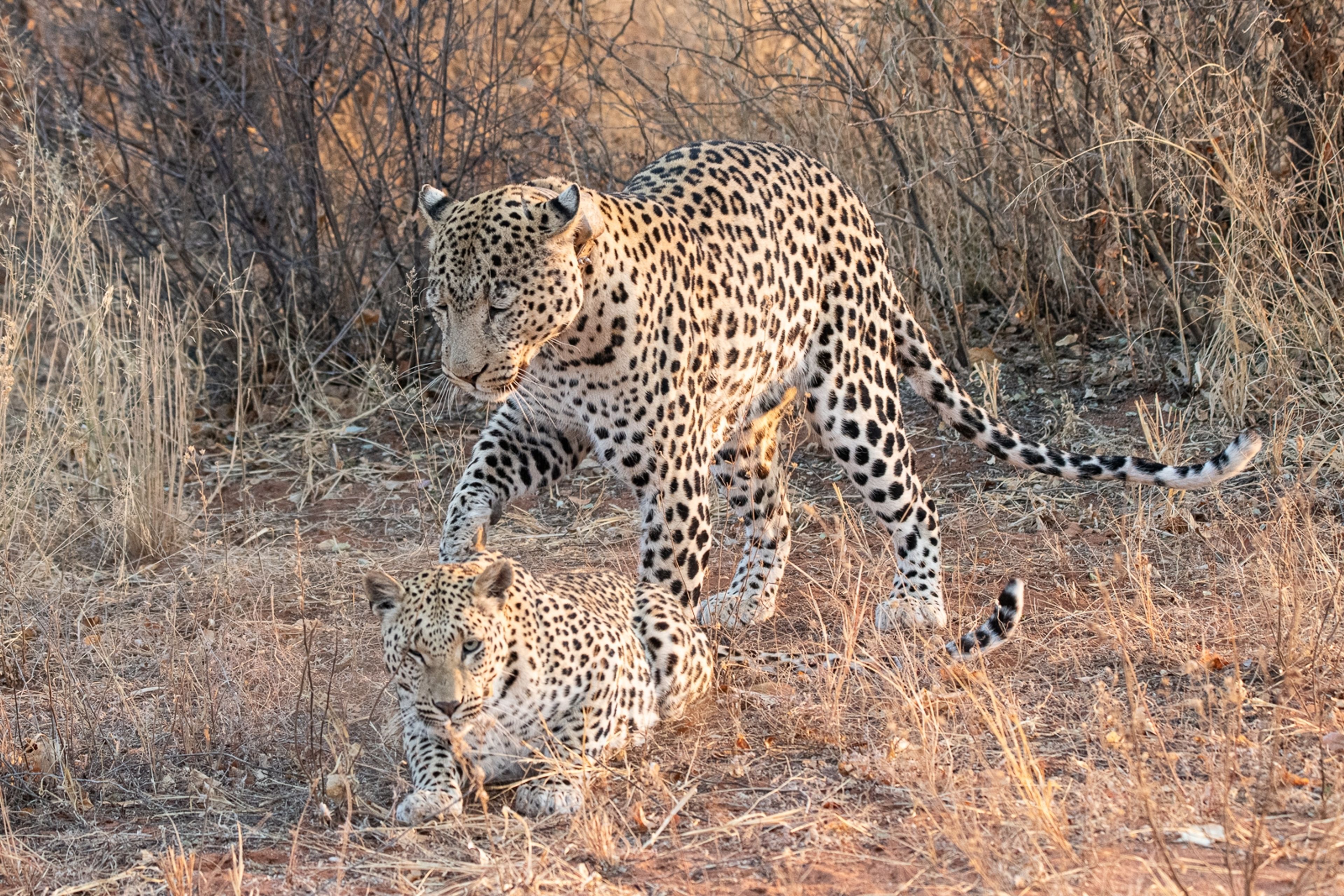 Leopards About To Mate
