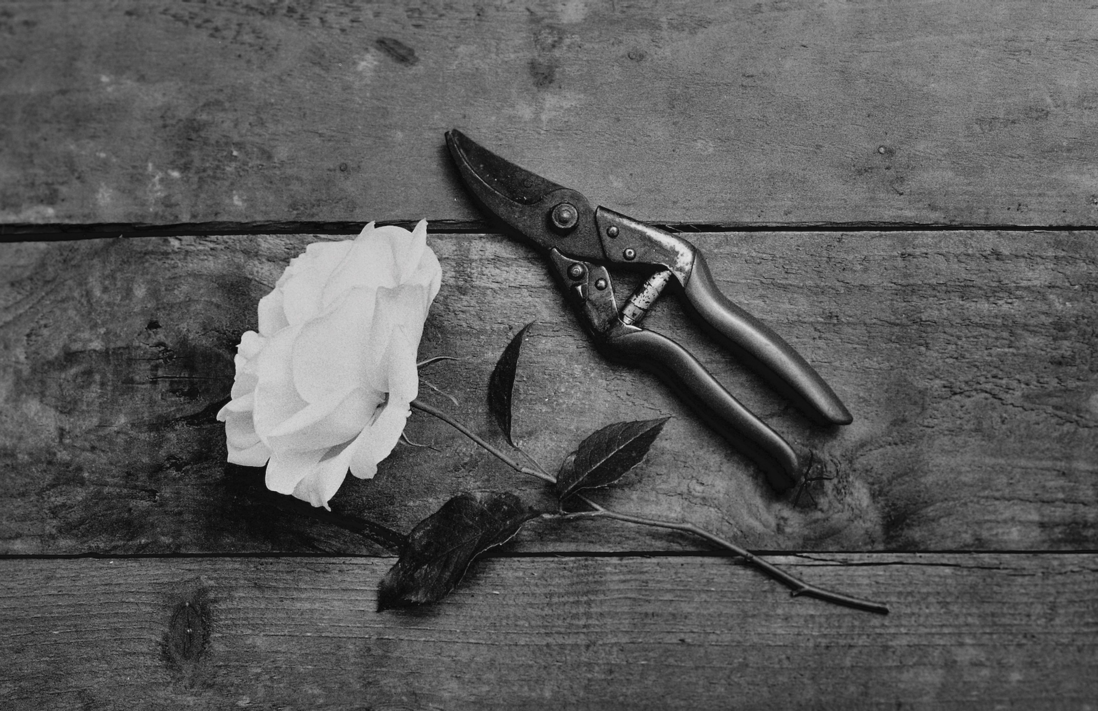 Rose And Secateurs
